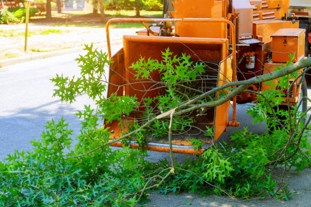  Unicoi, TN Tree Removal Pros