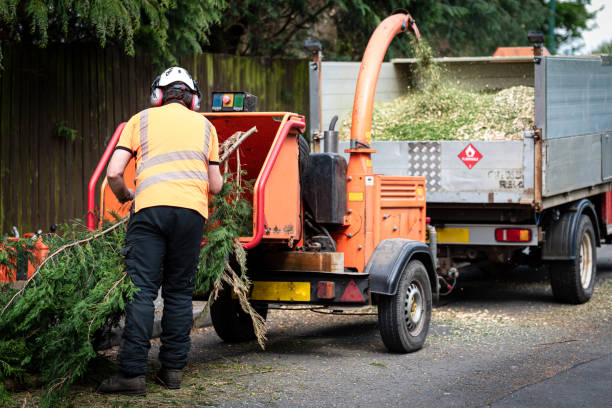 Best Leaf Removal  in Unicoi, TN