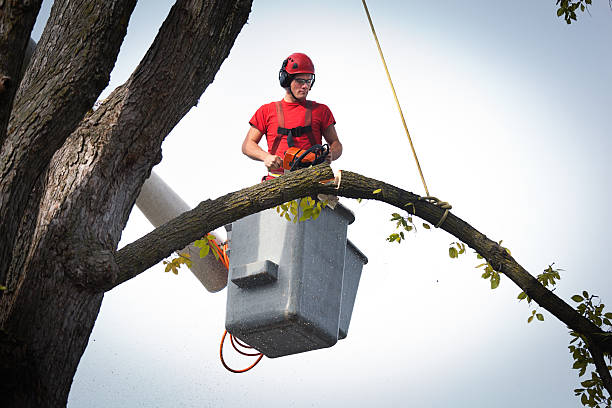 Best Tree Preservation Services  in Unicoi, TN