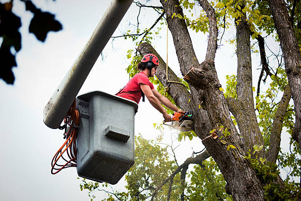 Best Emergency Tree Removal  in Unicoi, TN