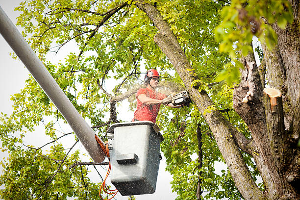 Best Emergency Tree Removal  in Unicoi, TN